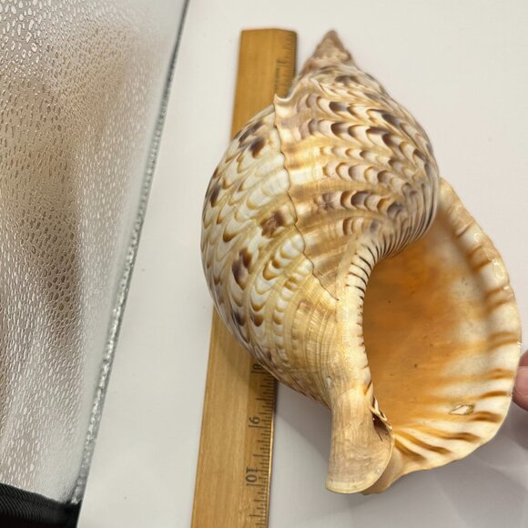 Charonia Tritonis (Triton's Trumpet) Two Pieces Vintage Shells - Picture 8 of 9